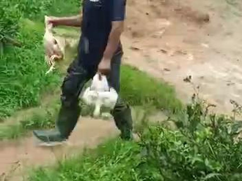 Ribuan Ekor Ayam Ternak Hanyut Terbawa Banjir Bandang di Cianjur