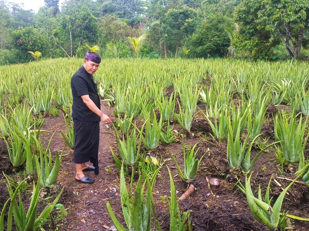 Petani Lidah Buaya di Besakih Raup Omzet Rp 600 Juta Setahun Petani Lidah Buaya di Besakih Raup Omzet Rp 600 Juta Setahun