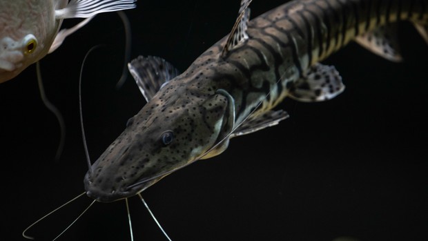 Mengolah ikan lele dalam minyak banyak bisa meningkatkan kolesterol tinggi/Foto: Pexels.com/Anil Sharma makanan yang mengandung kolesterol tinggi adalah ikan lele