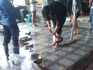 Momen Geger 5 Ular Sanca Nyelonong ke Restoran di Jalan Wonosari