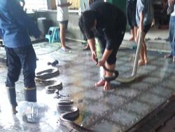 5 Ular Sanca Nyelonong ke Restoran di Jalan Wonosari, 1 Karyawan Tergigit