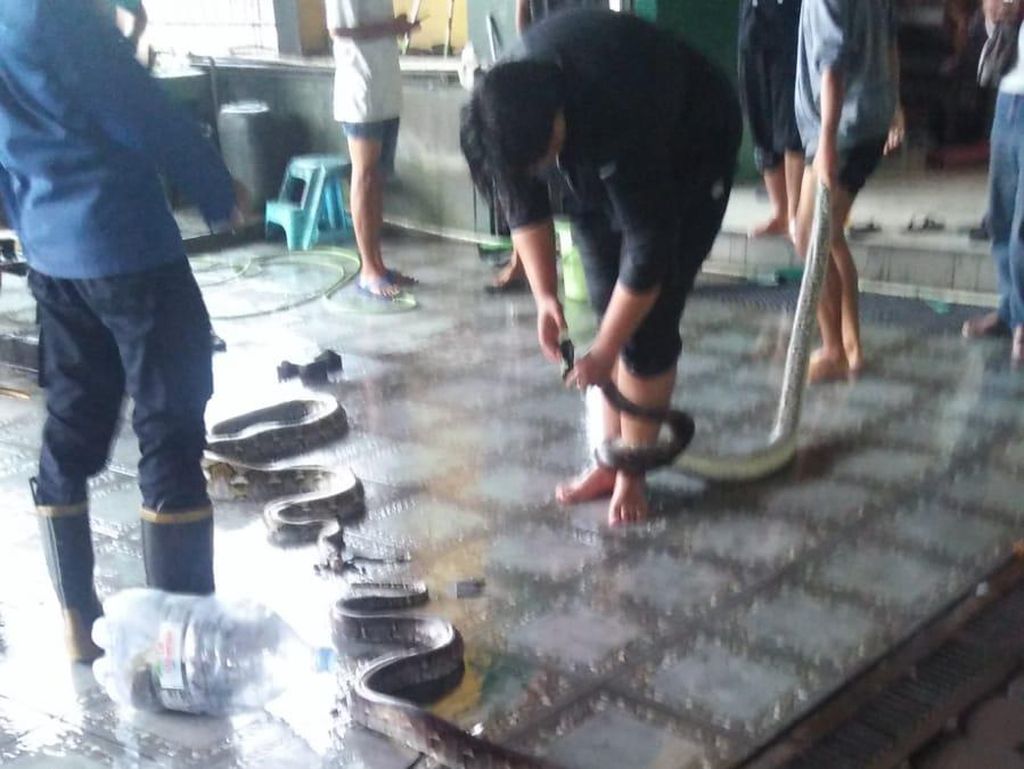 5 Ular Sanca Nyelonong ke Restoran di Jalan Wonosari, 1 Karyawan Tergigit 5 Ular Sanca Nyelonong ke Restoran di Jalan Wonosari, 1 Karyawan Tergigit