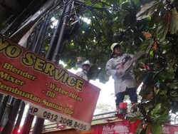 Pohon Tumbang di Jalan Soetta Sempat Ganggu Arus Lalin