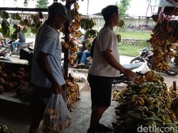 Pisang Bangkawulu, Buah Primadona Warga Indramayu Saat Ramadan
