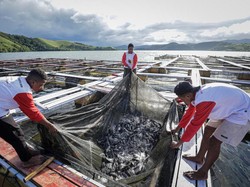 PYCH Geliatkan Budidaya Ikan Air Tawar, Yakin Bisa Panen 1 Ton/Bulan
