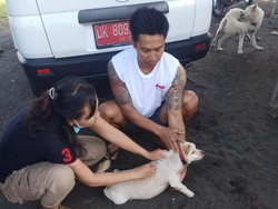 27 Kasus Rabies di Jembrana Hingga Maret, Warga Harus Aktif