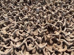 Temuan Menakjubkan! 2.000 Mumi Kepala Domba Ditemukan di Kuil Mesir Kuno