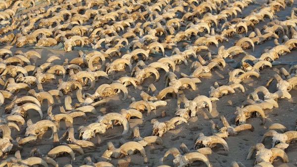 Wow! 2.000 Mumi Kepala Domba Jantan Ditemukan di Kuil Ramses II