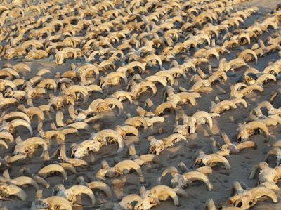Wow! 2.000 Mumi Kepala Domba Jantan Ditemukan di Kuil Ramses II