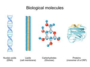 Komponen Kimiawi Penyusun Sel Makhluk Hidup dan Fungsinya
