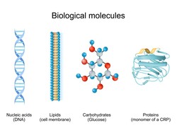 Komponen Kimiawi Penyusun Sel Makhluk Hidup dan Fungsinya