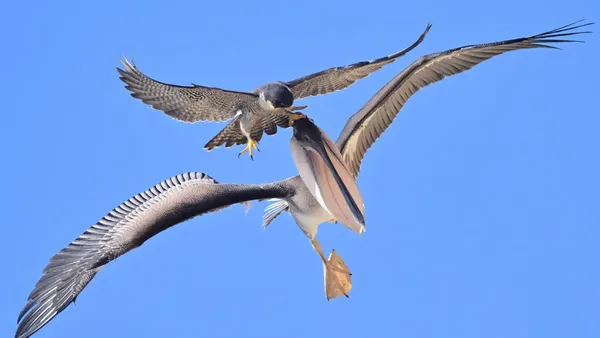 Brutal! Momen Elang Serang Burung Pelikan yang Lebih Besar