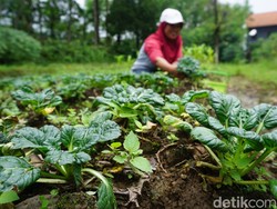 Twelves Organic Raup Omzet Rp 20 Juta/Bulan Garap Kebun di Mojokerto