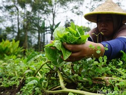 Dentuman Kembali ke Pertanian Alami