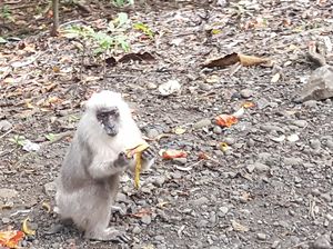 Monyet-monyet Pengangguran