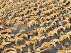 2.000 Mumi Kepala Domba Jantan Berjejer di Kuil Mesir Kuno