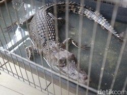 Bikin Kaget! Ada Anakan Buaya Tetiba Nongol saat Warga Kudus Mancing