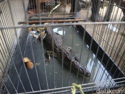 Anakan Buaya Bikin Kaget Warga Kudus Dinamai Bogel, Makannya Daging Kambing