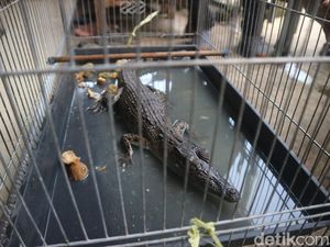 Anakan Buaya Bikin Kaget Warga Kudus Dinamai Bogel, Makannya Daging Kambing Anakan Buaya Bikin Kaget Warga Kudus Dinamai Bogel, Makannya Daging Kambing