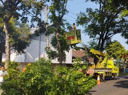 Pohon Lapuk di Jalan Nasional Denpasar-Gilimanuk Dipangkas