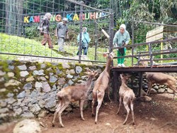 Ngabuburit Seru di Sumedang Sambil Main dengan Rusa