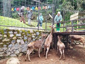 Ngabuburit Seru di Sumedang Sambil Main dengan Rusa Ngabuburit Seru di Sumedang Sambil Main dengan Rusa