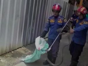 Kobra Keluar dari Persembunyian Hebohkan Warga Bogor, Damkar Evakuasi