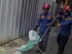 Kobra Keluar dari Persembunyian Hebohkan Warga Bogor, Damkar Evakuasi
