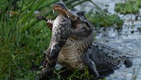 Seram! Fotografer Berhasil Abadikan Keganasan Aligator Kanibal