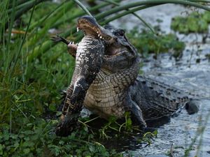 Seram! Fotografer Berhasil Abadikan Keganasan Aligator Kanibal Seram! Fotografer Berhasil Abadikan Keganasan Aligator Kanibal