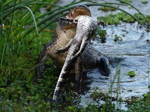 Saat Ilmuwan Ungkap Perilaku Kanibalisme