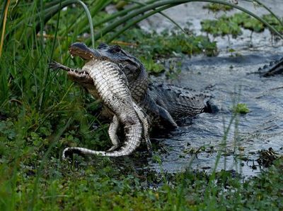 Detik-detik Aligator Kanibal Raksasa Lahap Aligator Kecil