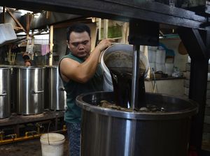 Berkah Ramadan, Produksi Cincau di Aceh Meningkat