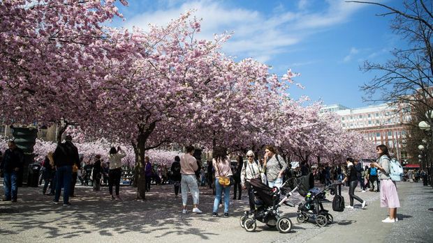 People gather under cherry trees in full blossom at Kungstradgarden in central Stockholm on April 26, 2019. (Photo by Jonathan NACKSTRAND / AFP)
