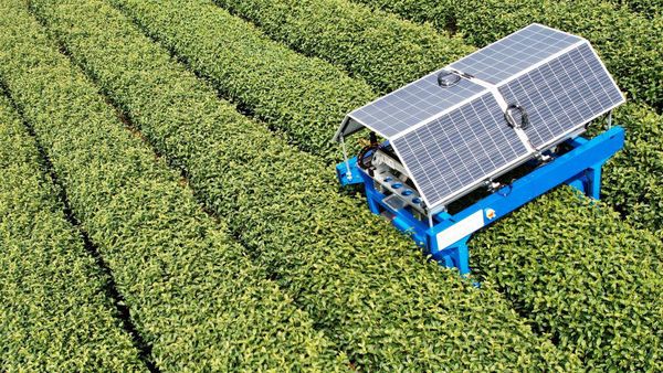 Canggih, Robot Pemetik Teh di China Ini Pakai Teknologi Fotovoltaik