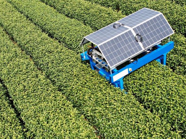 Canggih, Robot Pemetik Teh di China Ini Pakai Teknologi Fotovoltaik