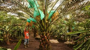 Melihat Kebun Kurma di Tanah Karo