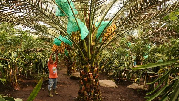 Melihat Kebun Kurma di Tanah Karo