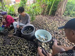 Berkah Ramadan, Petani Desa Terlaya Brebes Raup Cuan dari Kolang-kaling