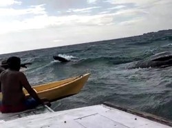 Paus 10 Meter Ditemukan Nelayan Mati Mengapung di Perairan Kangean Sumenep
