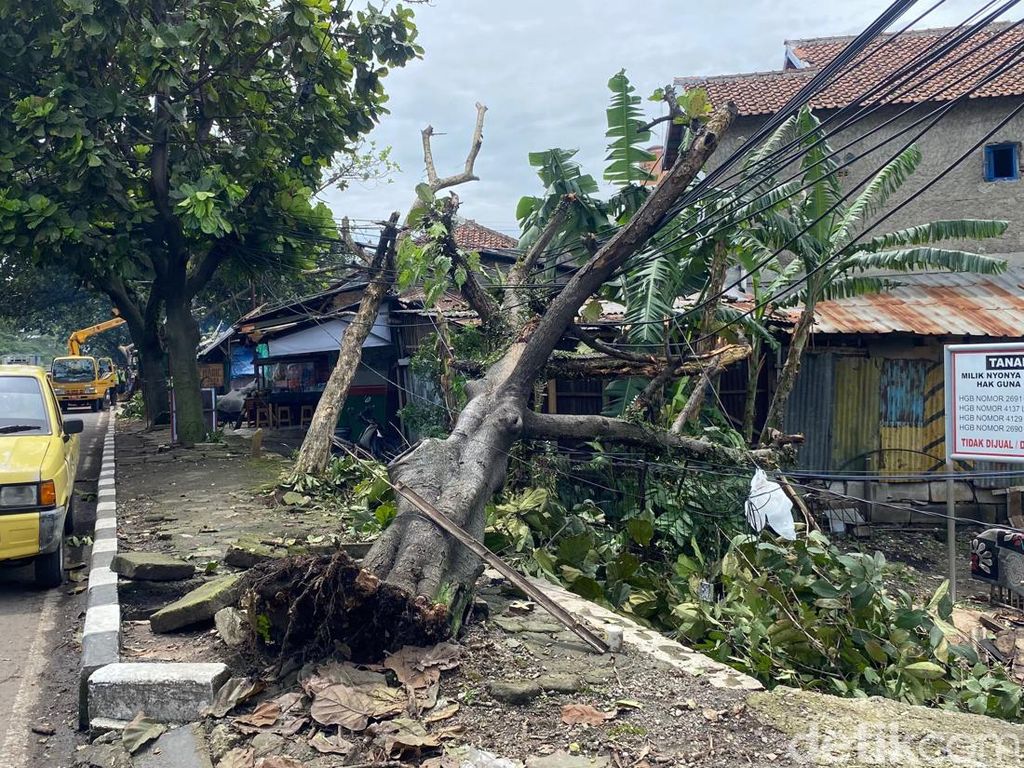Kala Gergaji Mesin Petugas Beradu dengan Pohon Tumbang di Bandung Kala Gergaji Mesin Petugas Beradu dengan Pohon Tumbang di Bandung