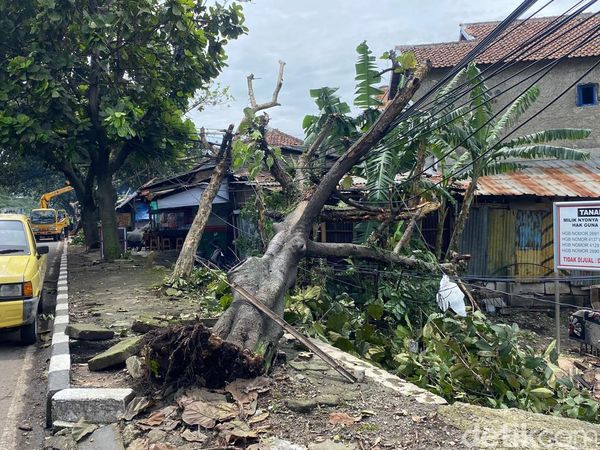 Kala Gergaji Mesin Petugas Beradu dengan Pohon Tumbang di Bandung