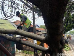 Dear Wargi Bandung, Waspada Pohon Tumbang Saat Musim Hujan