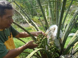 Tak Hanya di Timur Tengah, Pohon Kurma Juga Tumbuh Subur di Ngadinah