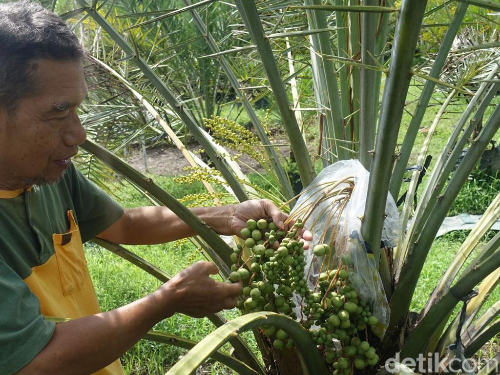 Tak Hanya di Timur Tengah, Pohon Kurma Juga Tumbuh Subur di Ngadinah Tak Hanya di Timur Tengah, Pohon Kurma Juga Tumbuh Subur di Ngadinah