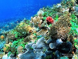 Taman Laut Taka Bonerate, Surga Bawah Laut di Selayar