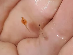 Setelah Panci, Udang Mini Berumur 600 Ribu Tahun Ini Jadi Simbol Sebuah Provinsi