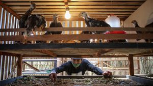Bisnis Gemukin Anak Ayam di Tangerang Ini Raup Omzet Jutaan Lho