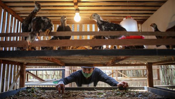 Bisnis Gemukin Anak Ayam di Tangerang Ini Raup Omzet Jutaan Lho