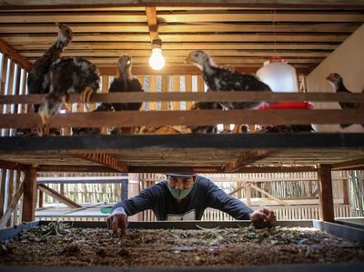 Bisnis Gemukin Anak Ayam di Tangerang Ini Raup Omzet Jutaan Lho